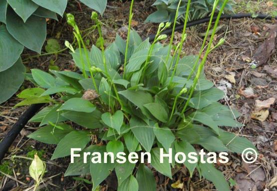 Hosta Hydon Gleam